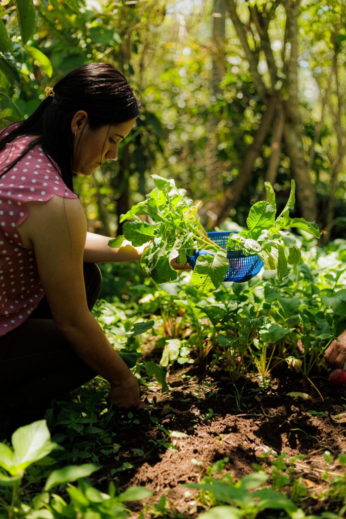 Erminda’s Garden: Where Dreams Take Root